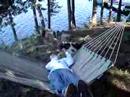 beagle trying to sit on hammock beagle trying to sit on hammock