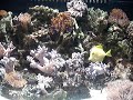 aquario marinho peixes e corais 