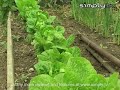 | Germinating Seeds