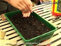Gardening Tips | Germinating Seeds Gardening Tips | Germinating Seeds