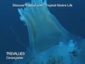 Trevallies | Trevally Tropical Marine Life