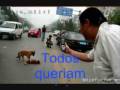 Cachorro amigo...