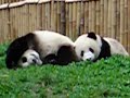baby-panda-falls.html