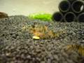 BlackSocks Shrimp