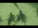 ancient shark filmed in japan