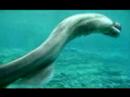 Ancient Shark Filmed in Japan