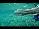 ancient shark filmed in japan
