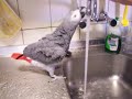 Charlie spelen met de kraan Charlie spelen met de kraan