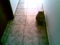 Katze
