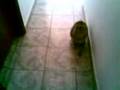 Katze