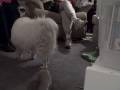 videos de Ferret and Dog 