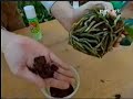 Consejos para cultivo de Phalaenopsis y Cymbidium Consejos para cultivo de Phalaenopsis y Cymbidium