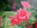 Flower Paintings By Latif Maulan