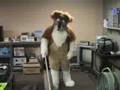 Emerson Collie Visiting For Anthrocon