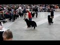 Bamse i Vikingskipet