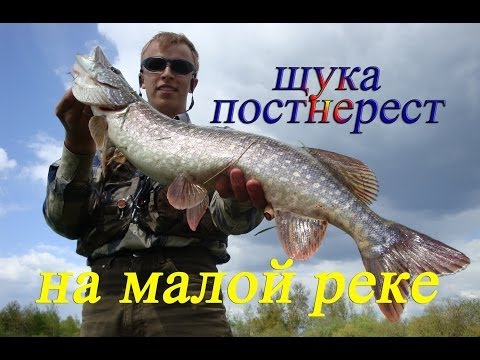 когда надо ловить щуку после нереста когда надо ловить щуку после нереста