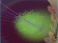 Beethoven 5th Symphony in Beautiful Colorful Visualizations