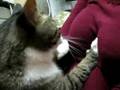 videos de cardiac massage