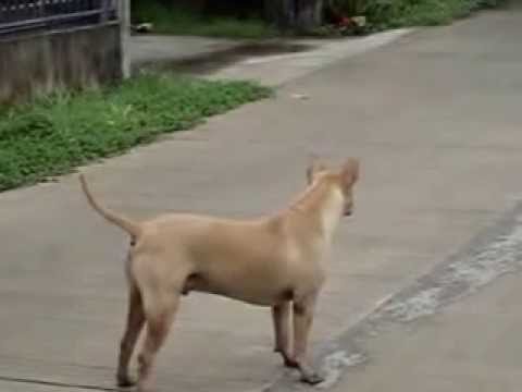thai dog