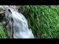 La Viescona (La magia del bosque)