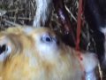 Calf reversing out of mothers womb !