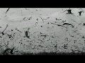 Bird Island :: Airtel