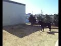 もう、ビニールお化けなんて