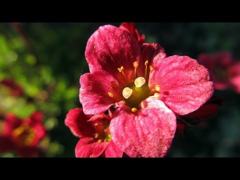 how to grow saxifraga x arendsii