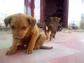 Pillu Pyare Pillu Pillu Pyare Pillu