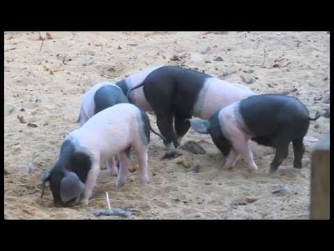 Schwein gehabt: Umweltlotterie unterstützt Schweine ...