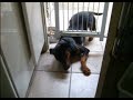 The Dog vs. The Cat