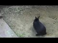 Male rabbit fight
