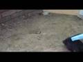 Male rabbit fight