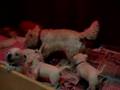 Pappa pup and puppies