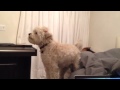 Hiro vs The Bark Side