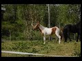Erlend Bratland - Lost - Surprise