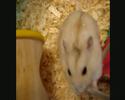 Hamster Eats Broccoli, Then Ca Icon