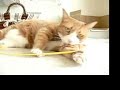 猫動画