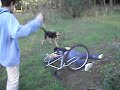 Alubias bici 1