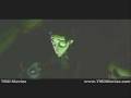 videos de Corpse Bride- Nature Boy