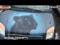 ���������� ����� ����� - �������...