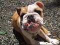 Jiggs the bulldog