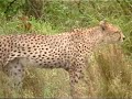 cheetahs on the move, KrugerPark