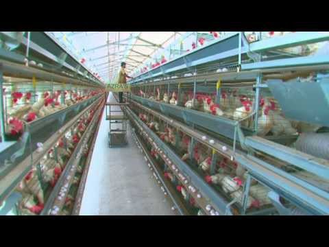 how to poultry farming india
