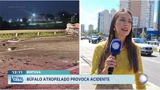 Boituva: búfalo atropelado provoca acidente