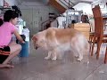 Creamy