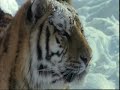 Siberian Tigers - David Attenborough