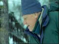 Siberian Tigers - David Attenborough