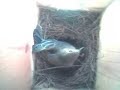 Eastern Bluebird Nest Box Cam Eastern Bluebird Nest Box Cam
