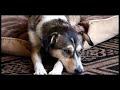 To rescue, rehabilitate and rehome abused, abandoned and neglected pets.